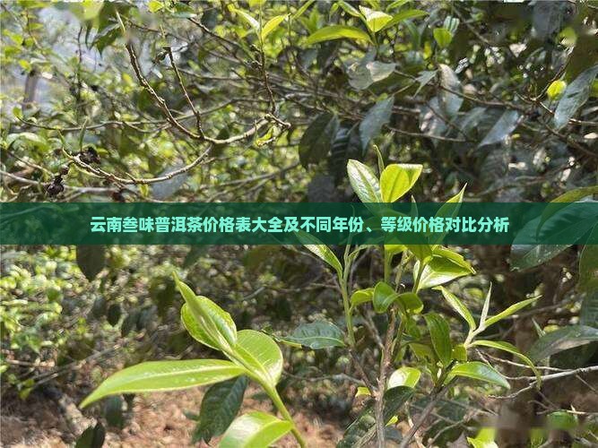 云南叁味普洱茶价格表大全及不同年份、等级价格对比分析