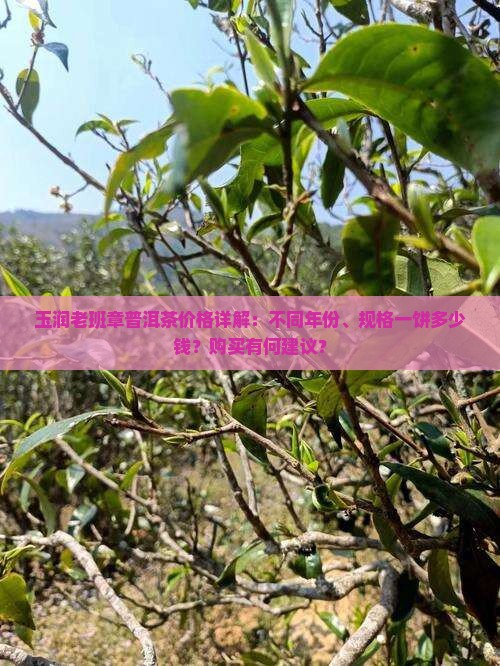 玉润老班章普洱茶价格详解：不同年份、规格一饼多少钱？购买有何建议？