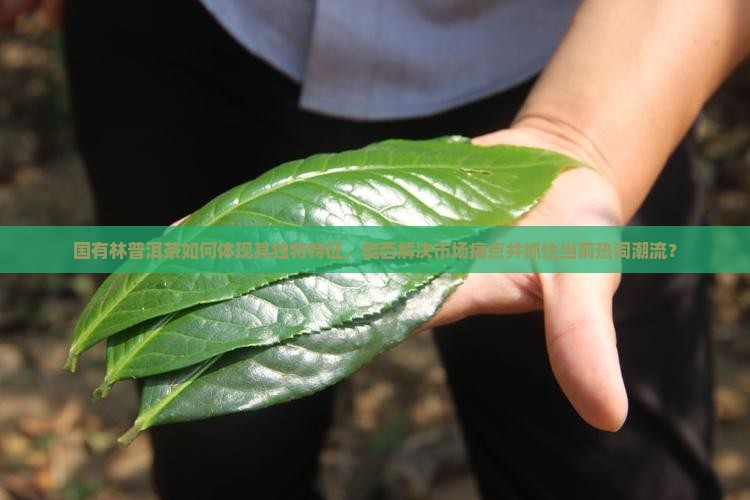 国有林普洱茶如何体现其独特特征，能否解决市场痛点并抓住当前热词潮流？