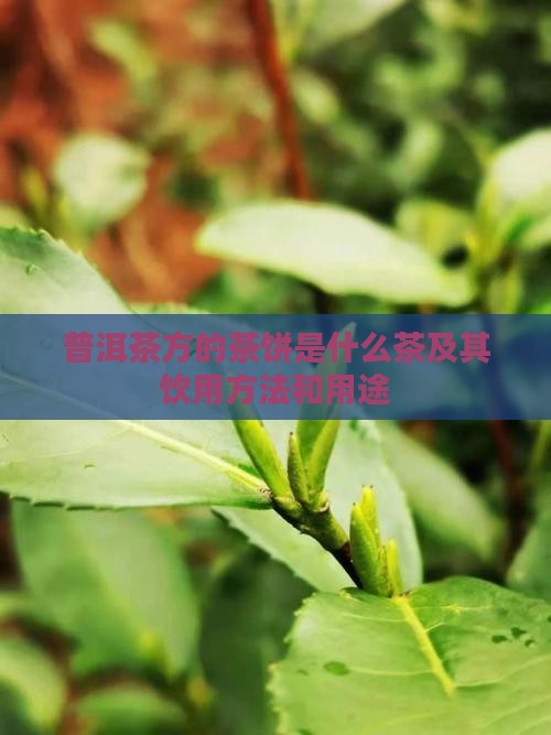 普洱茶方的茶饼是什么茶及其饮用方法和用途