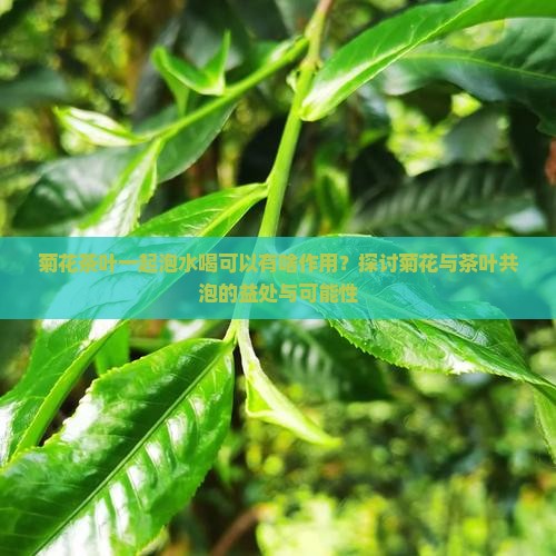 菊花茶叶一起泡水喝可以有啥作用？探讨菊花与茶叶共泡的益处与可能性