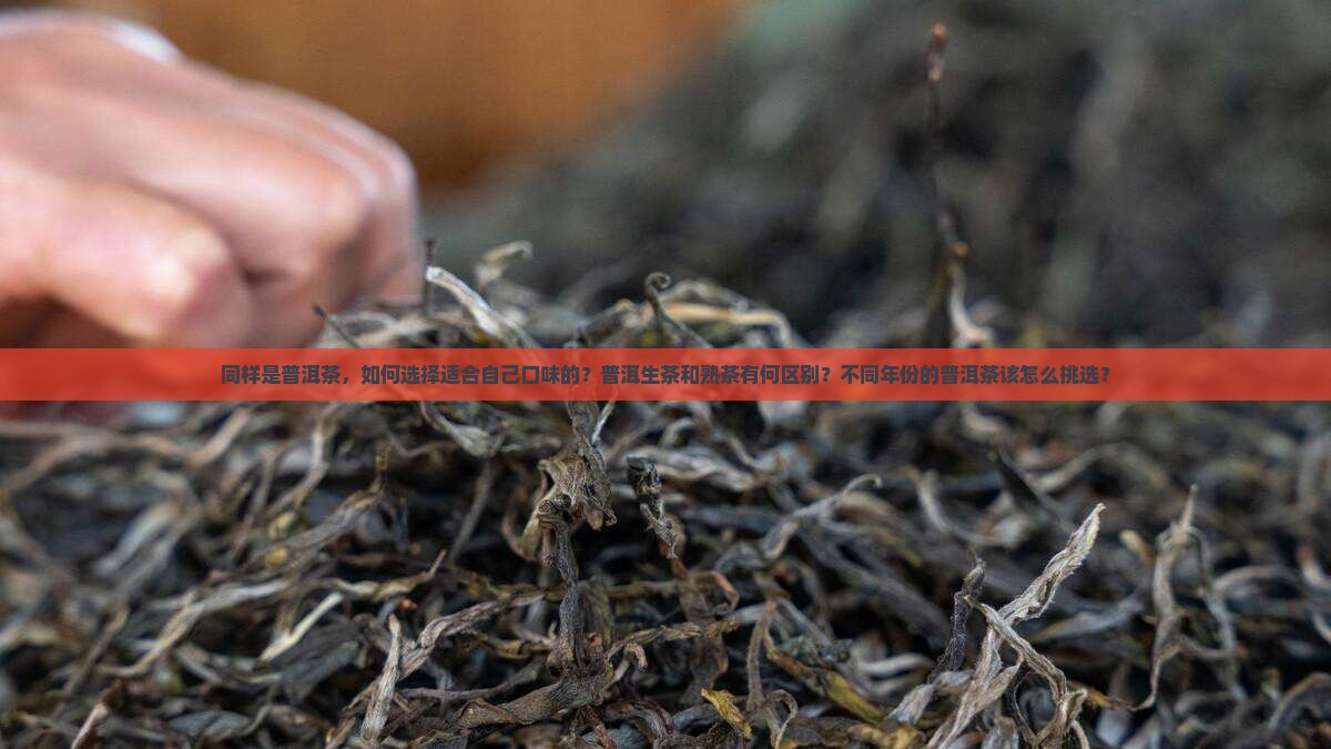 同样是普洱茶，如何选择适合自己口味的？普洱生茶和熟茶有何区别？不同年份的普洱茶该怎么挑选？
