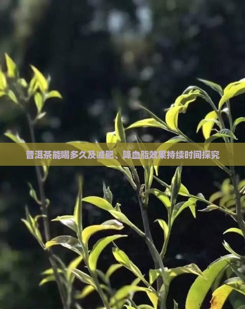 普洱茶能喝多久及减肥、降血脂效果持续时间探究