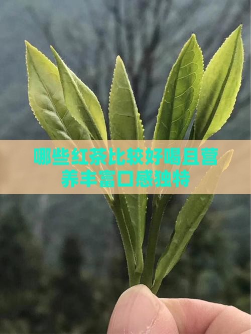 哪些红茶比较好喝且营养丰富口感独特