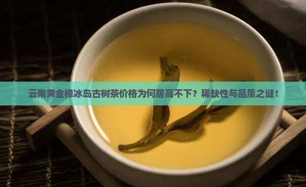 云南黄金樟冰岛古树茶价格为何居高不下？稀缺性与品质之谜！