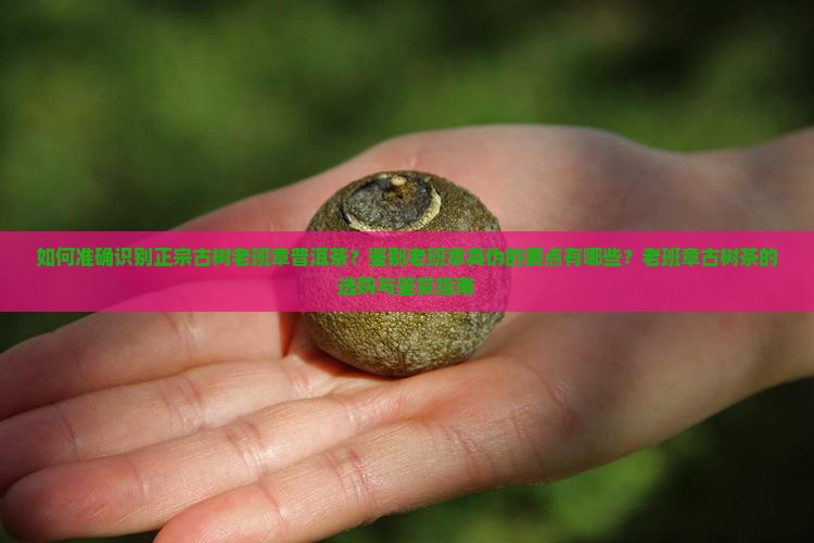 如何准确识别正宗古树老班章普洱茶？鉴别老班章真伪的要点有哪些？老班章古树茶的选购与鉴赏指南