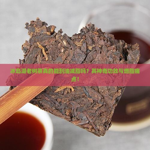 冰岛湖老树茶真的能刮油减脂吗？其神奇功效与燃脂痛点！