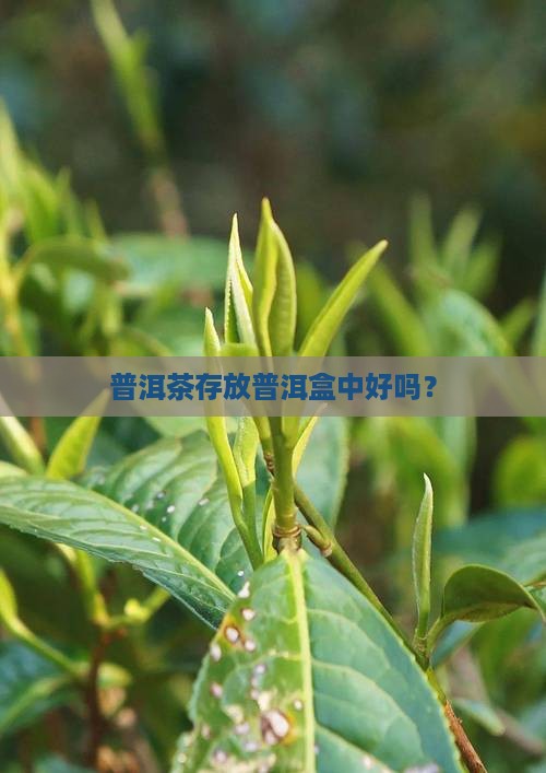普洱茶存放普洱盒中好吗？
