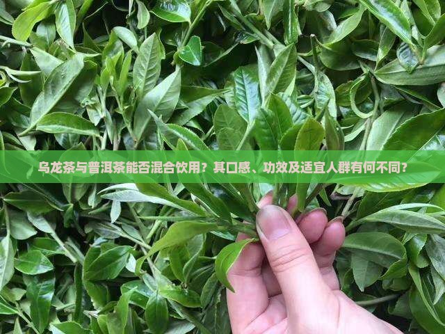 乌龙茶与普洱茶能否混合饮用？其口感、功效及适宜人群有何不同？