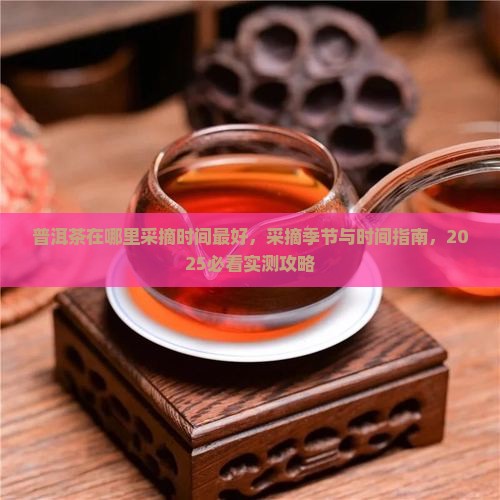 普洱茶在哪里采摘时间 普洱茶在哪里采摘时间