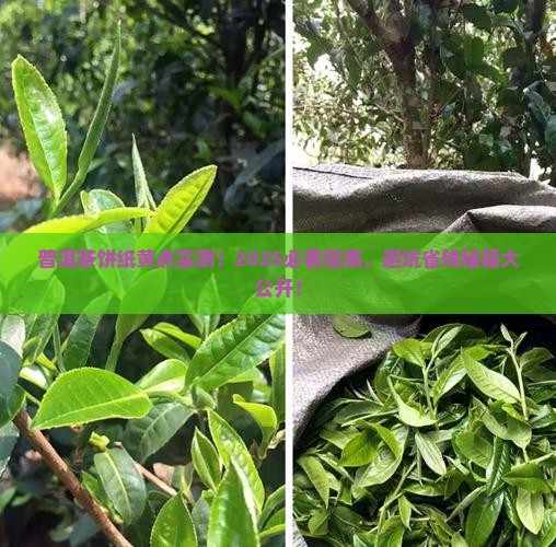 普洱茶饼纸黄点