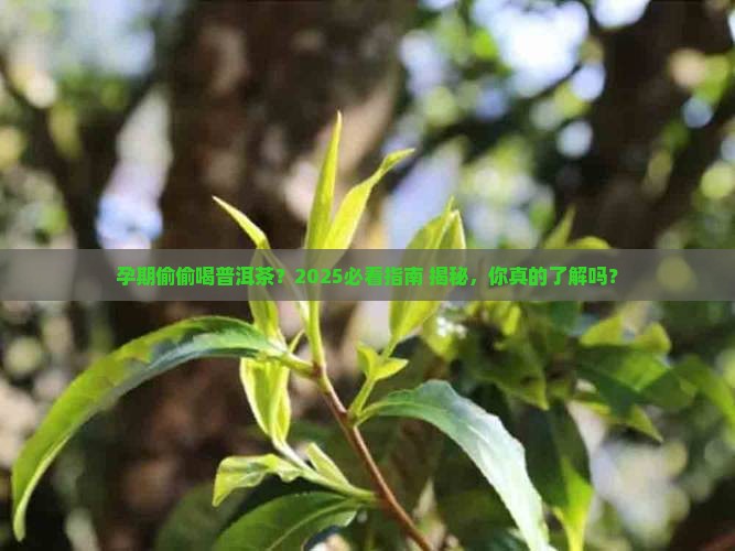 孕期一一直和普洱茶