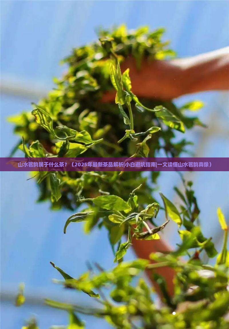 山水茗韵属于什么茶