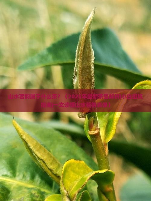 山水茗韵属于什么茶