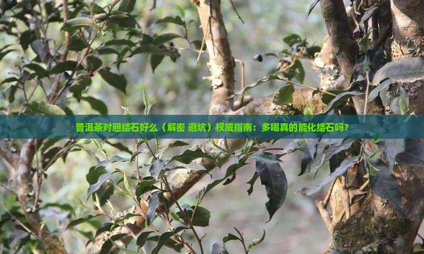 普洱茶对胆结石好么