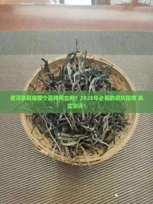 普洱茶什么品牌用古树的