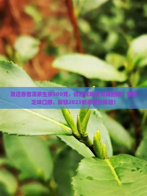 景迈香普洱茶生茶500克