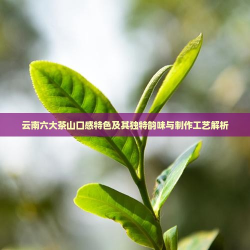 云南六大茶山口感特色