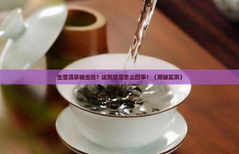 生普洱茶被虫咬