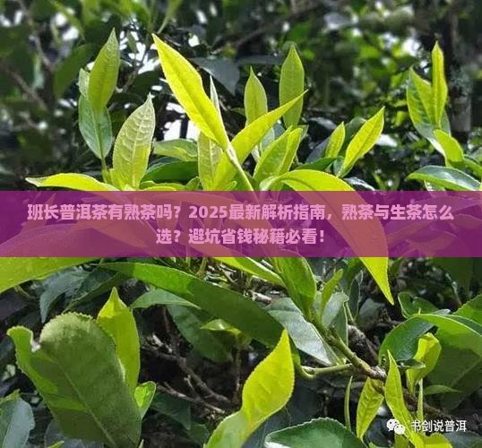 班长普洱茶有熟茶吗