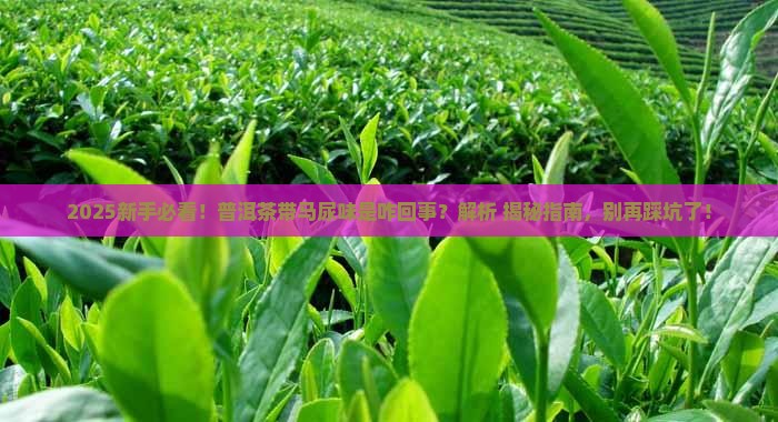 普洱茶带马尿味道是什么