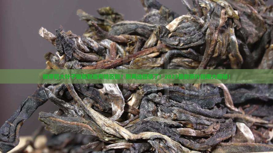 嫩芽和大叶子做茶有什么区别