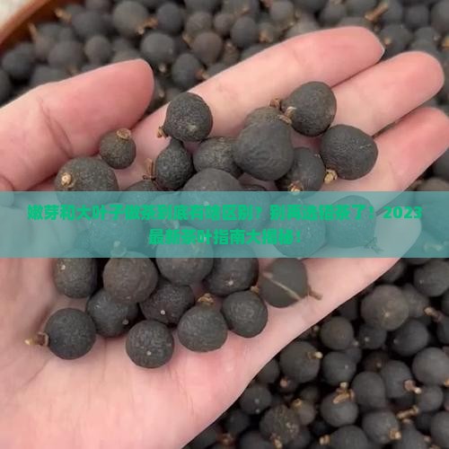 嫩芽和大叶子做茶有什么区别