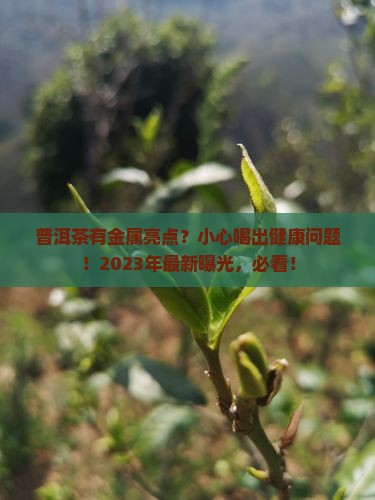 普洱茶有金属亮点