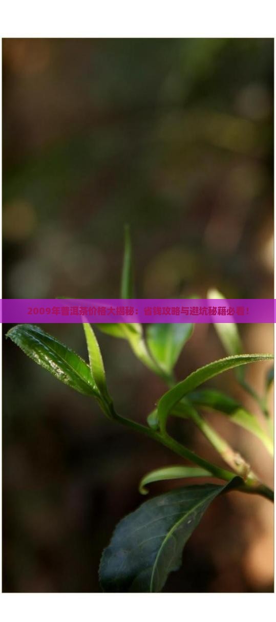 普洱茶2009年价格表