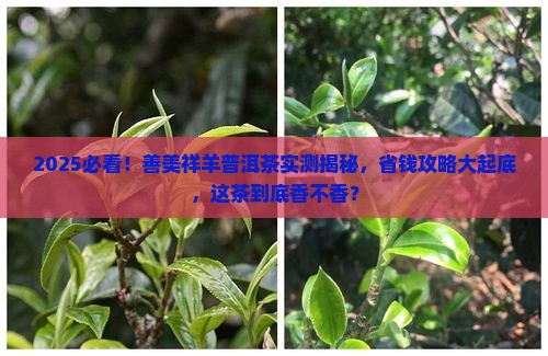 善美祥羊普洱茶