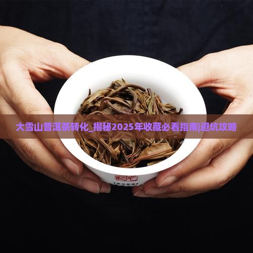 大雪山普洱茶转化