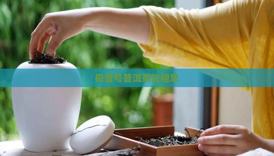 极普号普洱茶长相思