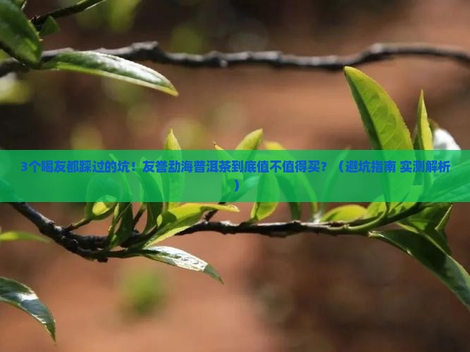 友誉勐海普洱茶