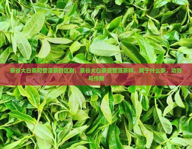 景谷大白茶和普洱茶的区别