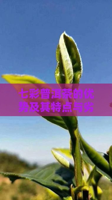 七彩普洱茶的优势
