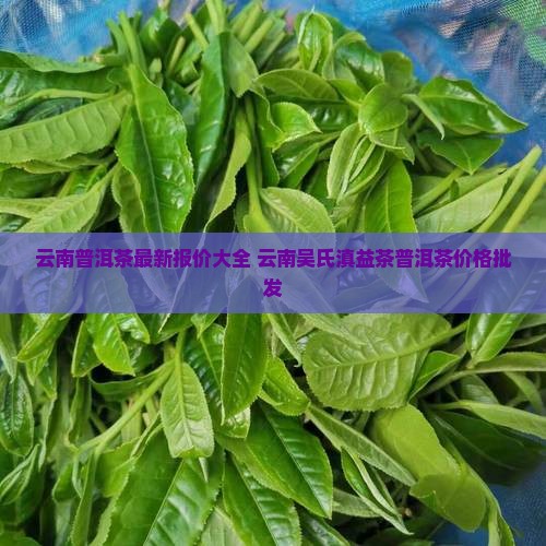 云南吴氏滇益茶普洱茶价格