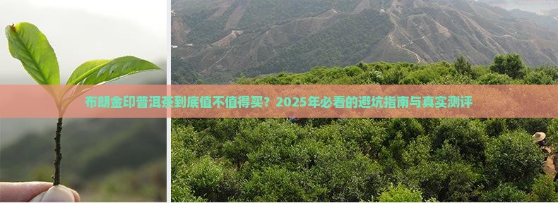 布朗金印普洱茶