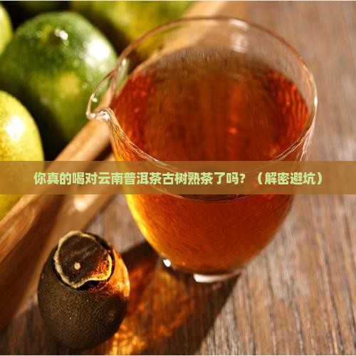 云南普洱茶古树熟茶