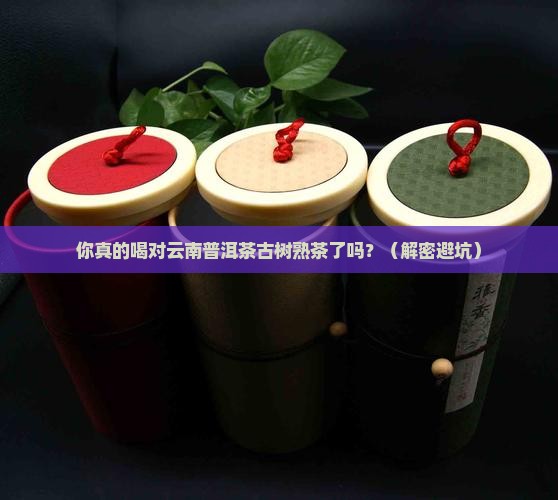 云南普洱茶古树熟茶