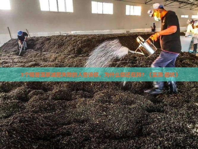 普洱茶叶减肥茶