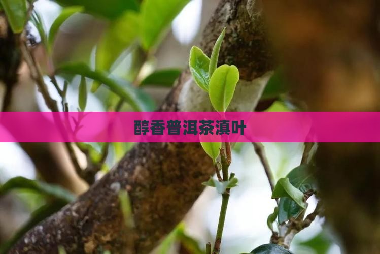 醇香普洱茶滇叶
