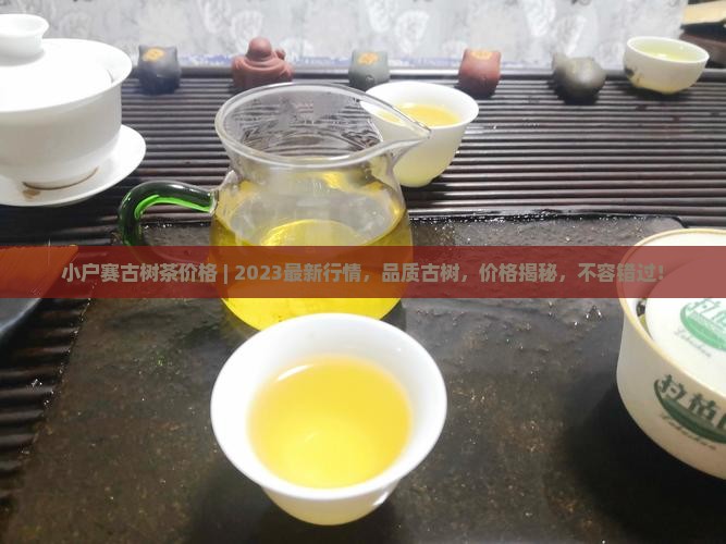 小户赛古树茶价格