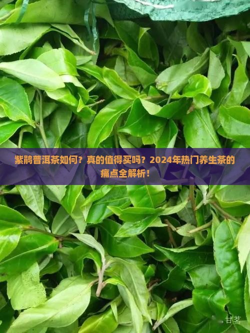 紫鹃普洱茶如何
