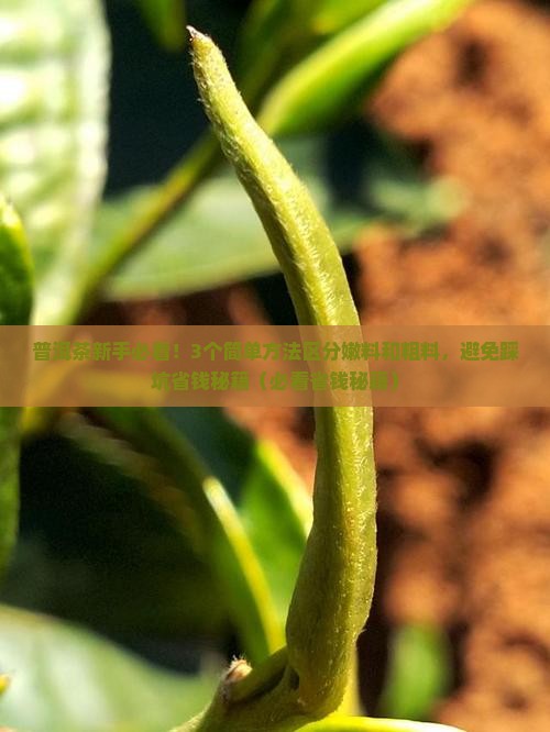 普洱茶嫩料和粗料