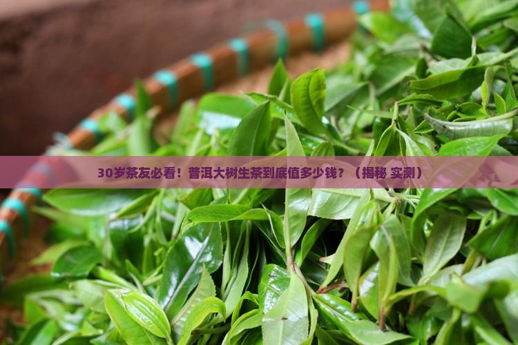 普洱大树生茶的价格