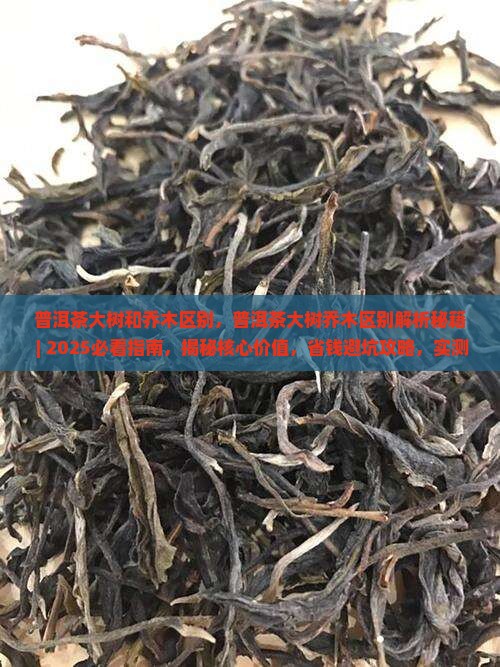 普洱茶大树和乔木区别