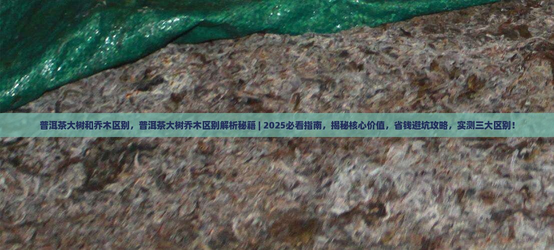 普洱茶大树和乔木区别