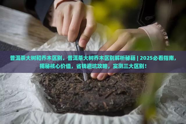 普洱茶大树和乔木区别