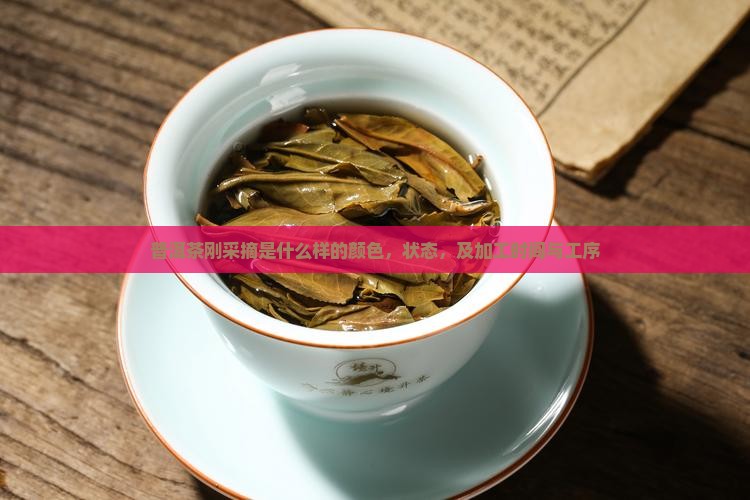 普洱茶刚采摘是什么样的