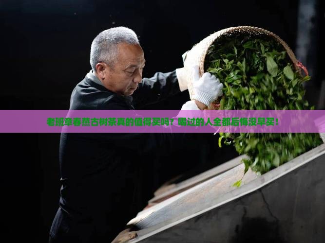 老班章春燕古树茶